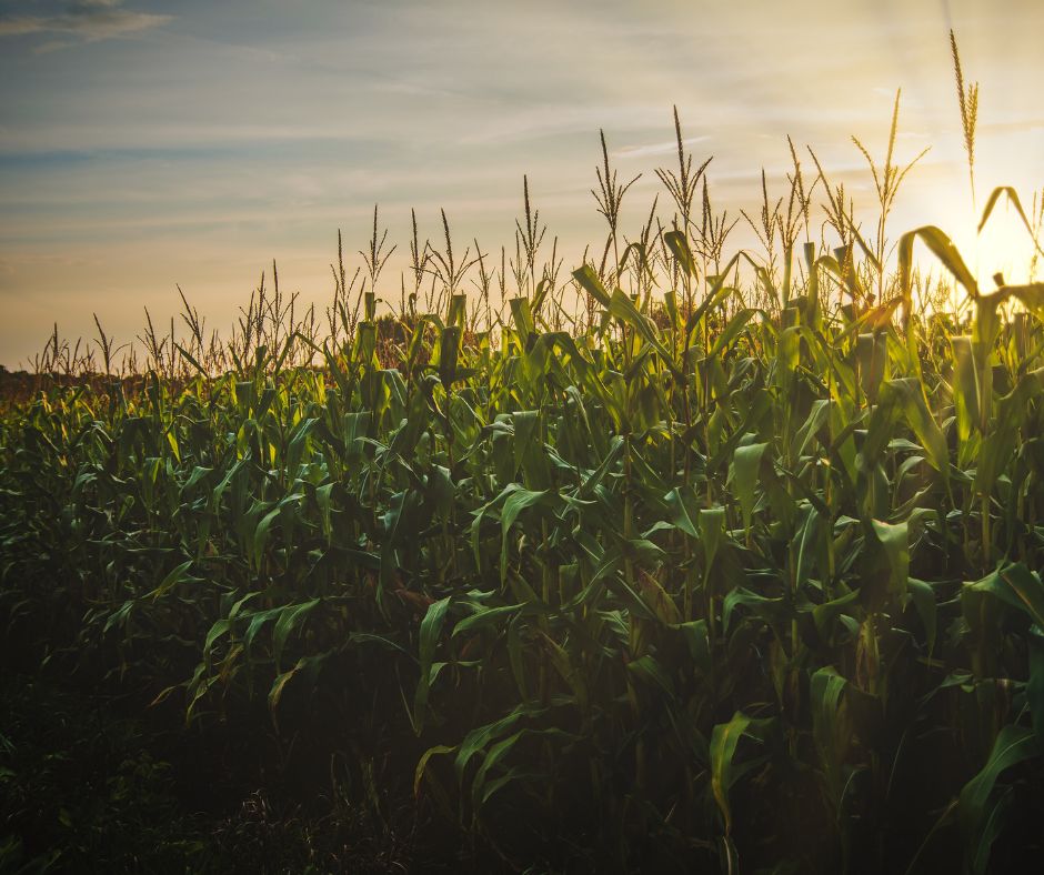 El compromiso de BioGennis con la agricultura sostenible del futuro.