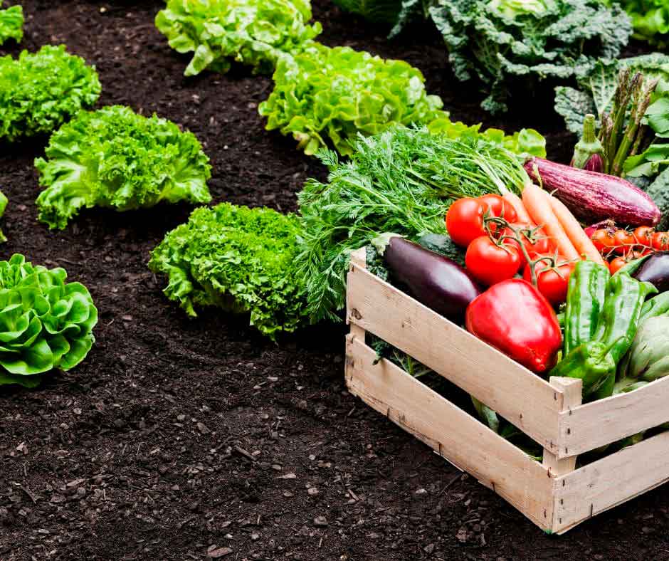 Biofertilizantes y biopesticidas BioGennis: alternativas naturales a los agroquímicos.