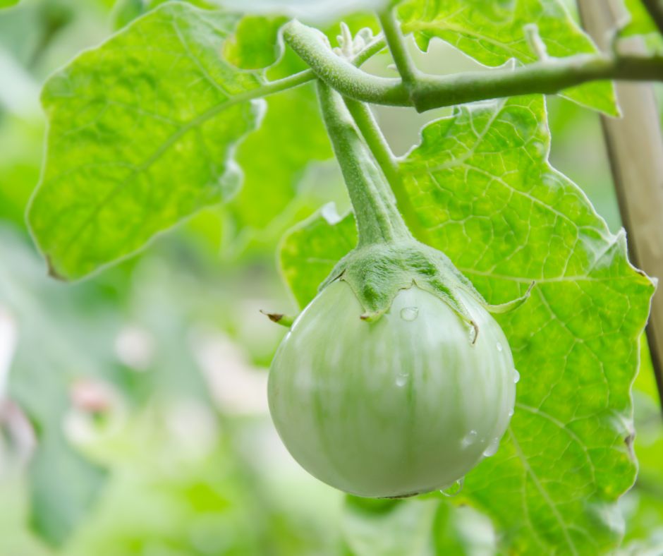 El compromiso de BioGennis con la agricultura del futuro