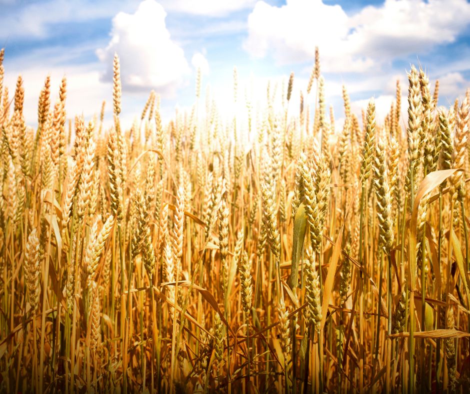 5 errores al preparar la tierra que pueden arruinar tu cosecha (y cómo evitarlos con BioGennis)