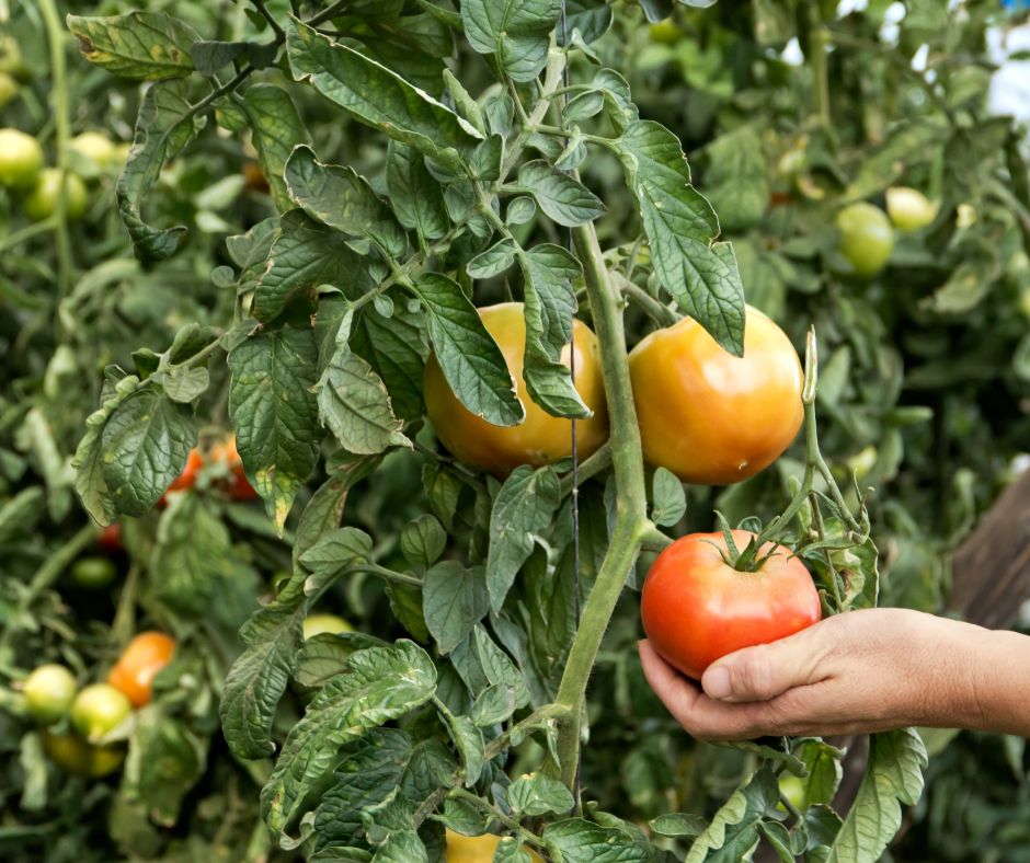 Cómo los bioestimulantes agrícolas ayudan a tus cultivos frente al estrés climático