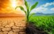 Cultivo agrícola manteniendo su desarrollo entre condiciones de sequía, calor extremo y estrés ambiental