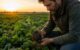 Agricultor revisando el estado de una planta para decidir la aplicación de productos biológicos en el cultivo